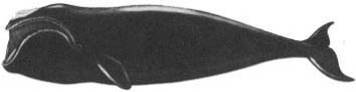 Кит - doc2fb_image_02000024.jpg
