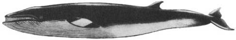 Кит - doc2fb_image_02000029.jpg