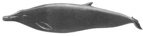 Кит - doc2fb_image_02000042.jpg