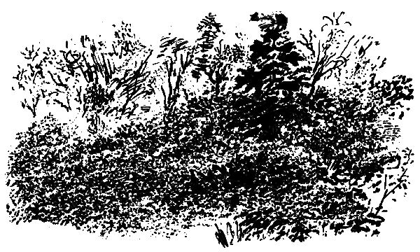 Рассказы и сказки - i_001.png