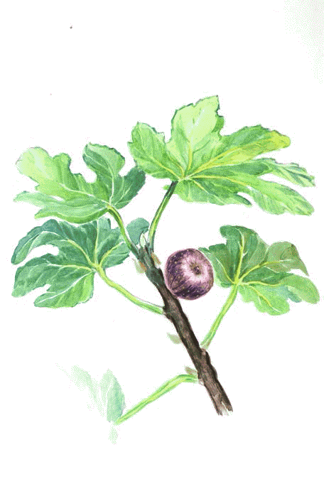 Сказки комнатных растений - _3_152.png