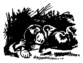 Буран - pic19.png