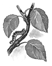 Городок в табакерке (сборник) - i_036.png