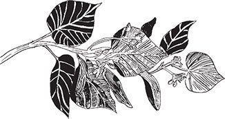 «Волшебные места, где я живу душой…» Пушкинские сады и парки - i_131.jpg