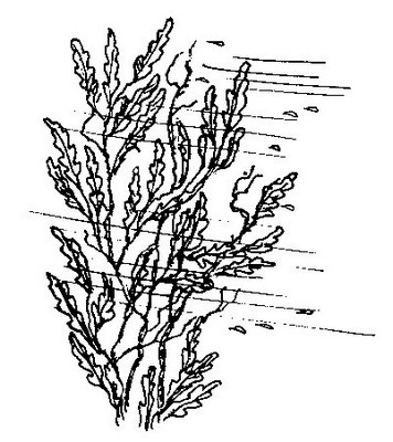 Сказочные повести (сборник) - i_036.png