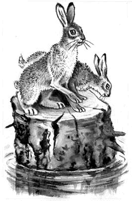Длиннохвостые разбойники (сборник) - i_016.png