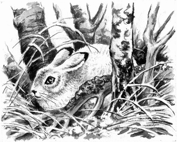 Длиннохвостые разбойники (сборник) - i_020.png