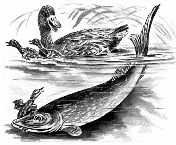 Длиннохвостые разбойники (сборник) - i_023.png