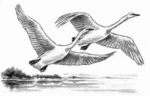 Длиннохвостые разбойники (сборник) - i_025.png