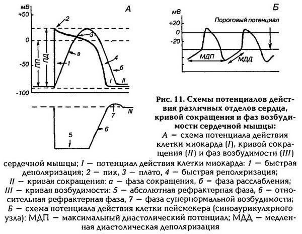 Нормальная физиология - _12.jpg