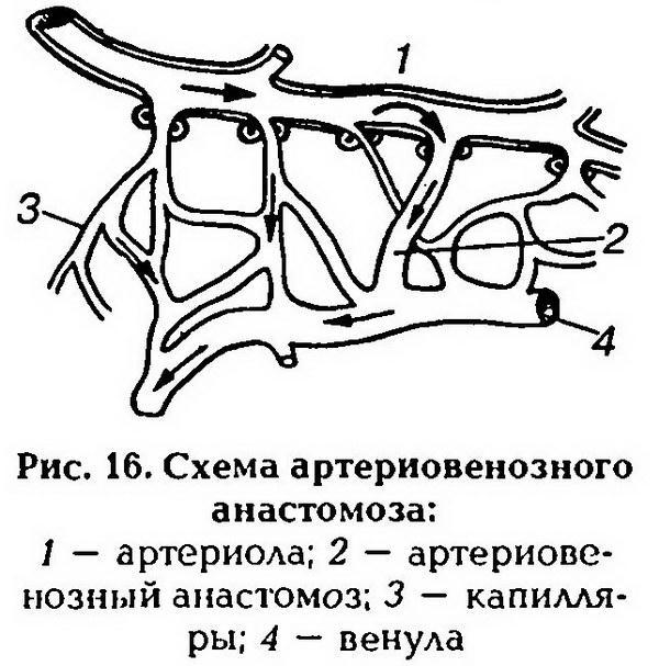 Нормальная физиология - _17.jpg