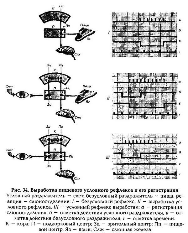 Нормальная физиология - _35.jpg