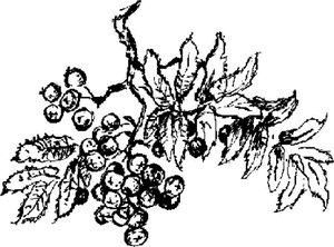 Аленушкины сказки (сборник) - i_013.png