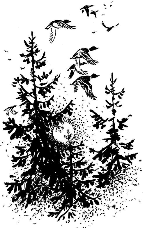 Аленушкины сказки (сборник) - i_018.png