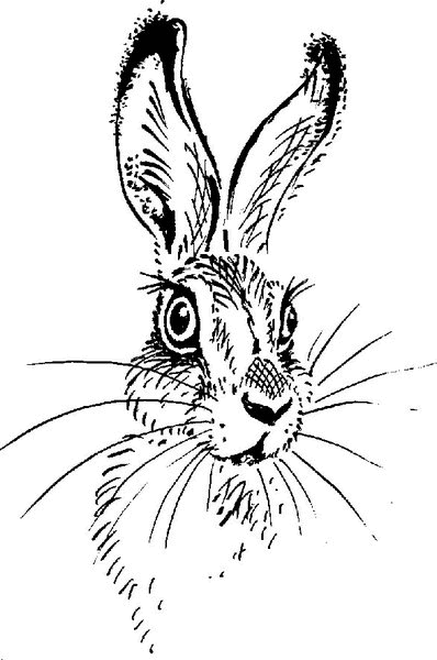 Аленушкины сказки (сборник) - i_035.png