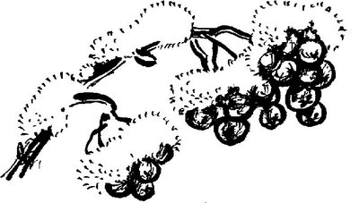 Аленушкины сказки (сборник) - i_055.png