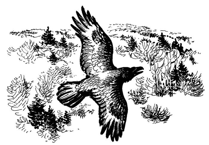 Лесные тайнички (сборник) (с илл.) - i_022.png