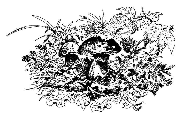 Лесные тайнички (сборник) (с илл.) - i_025.png