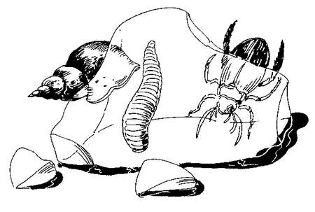 Лесные тайнички (сборник) (с илл.) - i_039.png