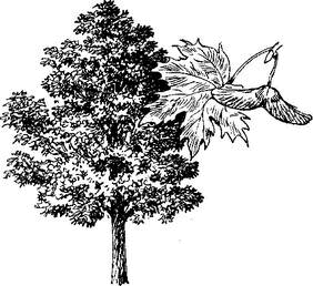 На теплой земле (сборник) - i_023.png