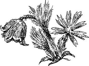 На теплой земле (сборник) - i_032.png
