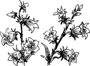 На теплой земле (сборник) - i_034.png