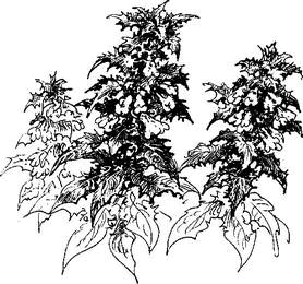 На теплой земле (сборник) - i_041.png