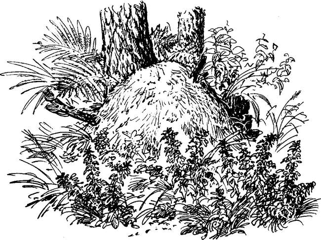 На теплой земле (сборник) - i_042.png