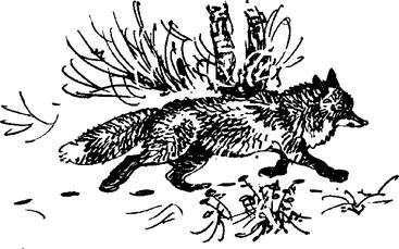 На теплой земле (сборник) - i_111.png
