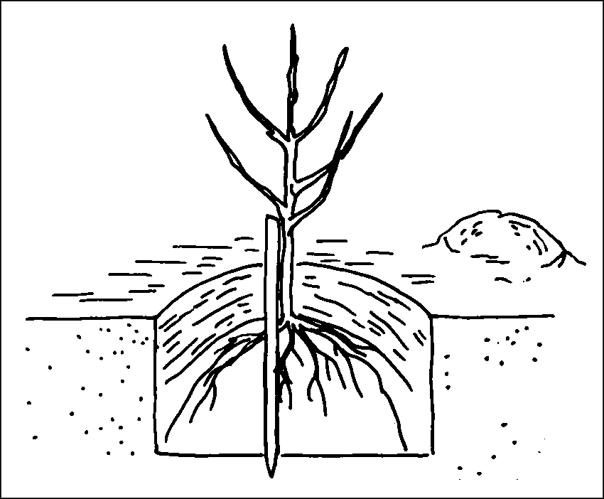 Чудо-урожай. Большая энциклопедия сада и огорода - r17.png