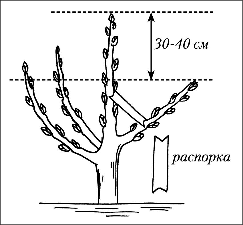 Чудо-урожай. Большая энциклопедия сада и огорода - r21.png
