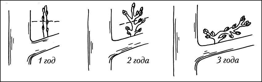 Чудо-урожай. Большая энциклопедия сада и огорода - r23.png