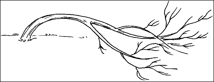 Чудо-урожай. Большая энциклопедия сада и огорода - r25.png