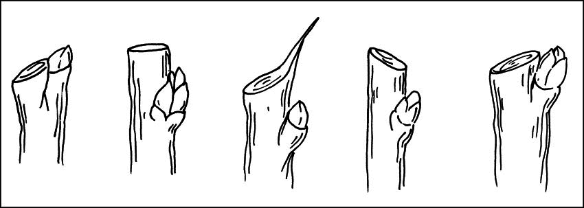 Чудо-урожай. Большая энциклопедия сада и огорода - r27.png