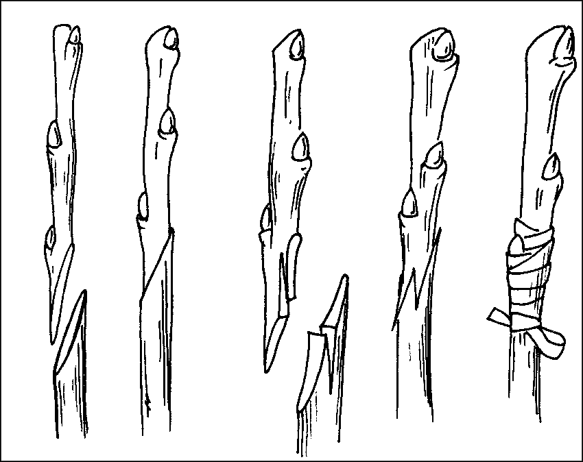 Чудо-урожай. Большая энциклопедия сада и огорода - r30.png