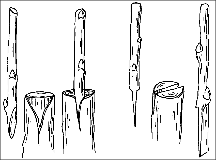 Чудо-урожай. Большая энциклопедия сада и огорода - r32.png