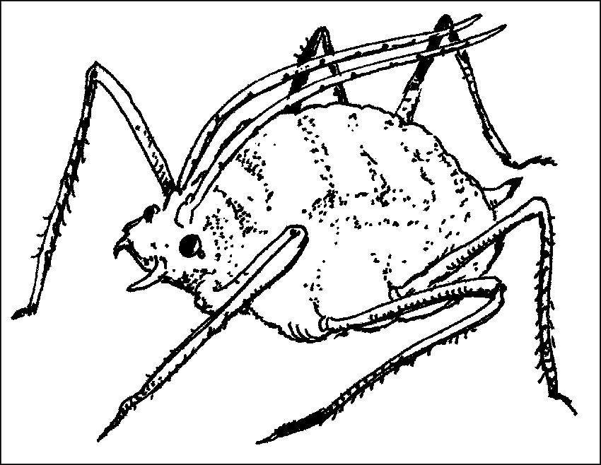 Чудо-урожай. Большая энциклопедия сада и огорода - r39.png