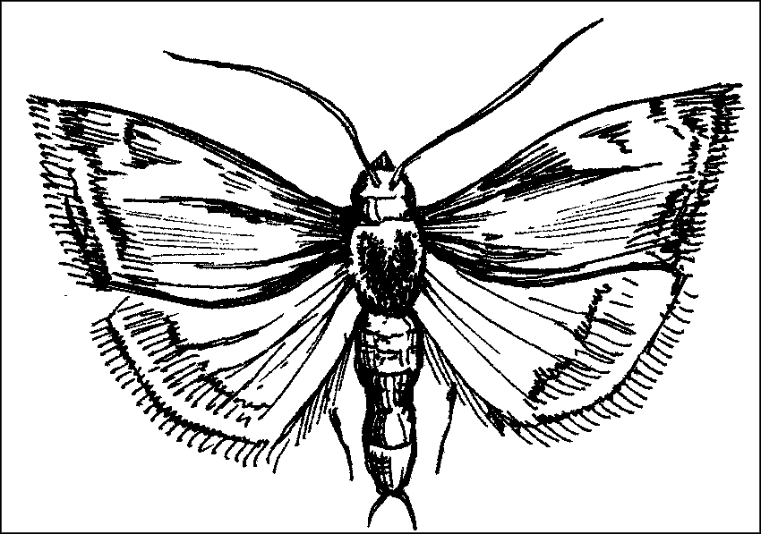 Чудо-урожай. Большая энциклопедия сада и огорода - r41.png