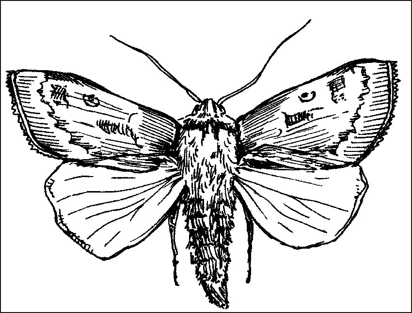 Чудо-урожай. Большая энциклопедия сада и огорода - r43.png
