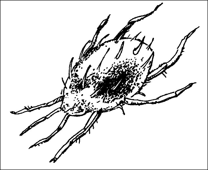 Чудо-урожай. Большая энциклопедия сада и огорода - r44.png