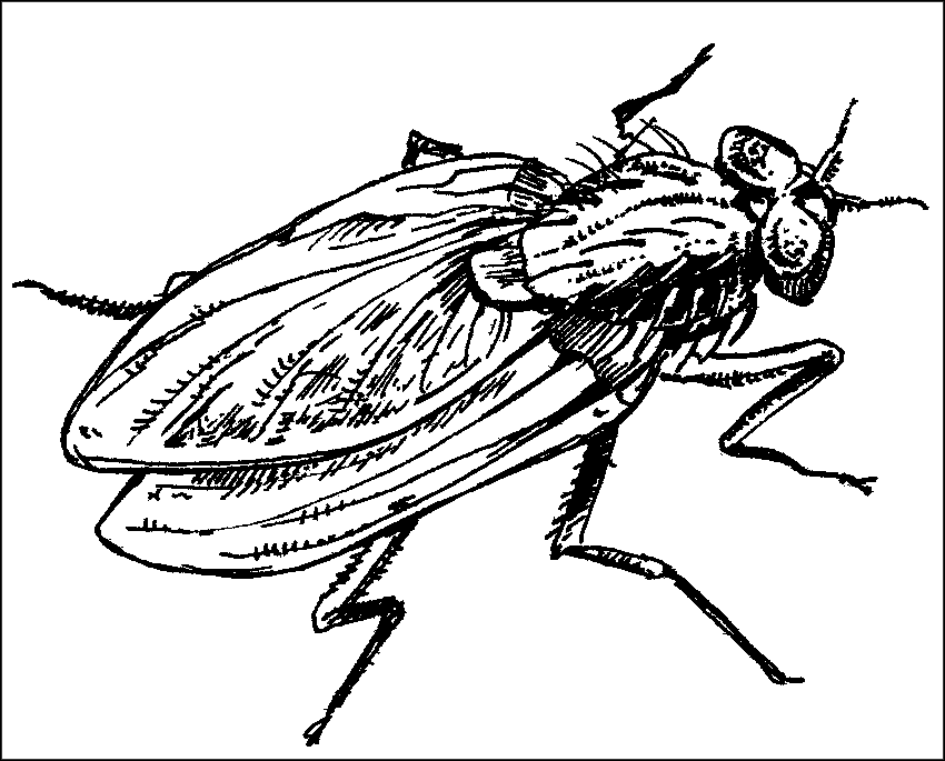 Чудо-урожай. Большая энциклопедия сада и огорода - r46.png
