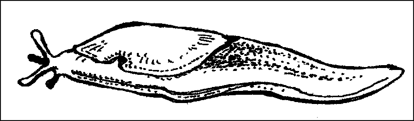 Чудо-урожай. Большая энциклопедия сада и огорода - r47.png