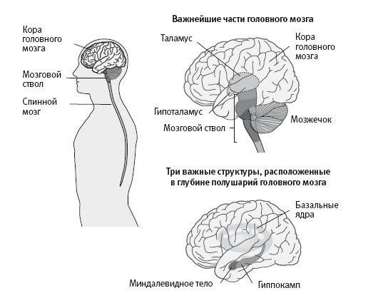 В поисках памяти: Возникновение новой науки о человеческой психике - i_011.jpg