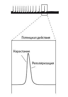 В поисках памяти: Возникновение новой науки о человеческой психике - i_021.jpg