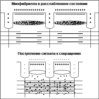 Думай! Или 'Супертренинг' без заблуждений - any2fbimgloader3.png