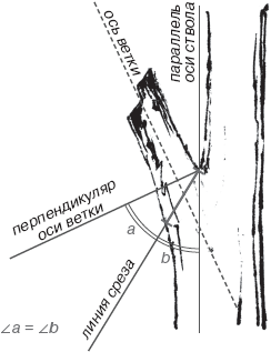 Экспресс-курс садовой обрезки - _14.png