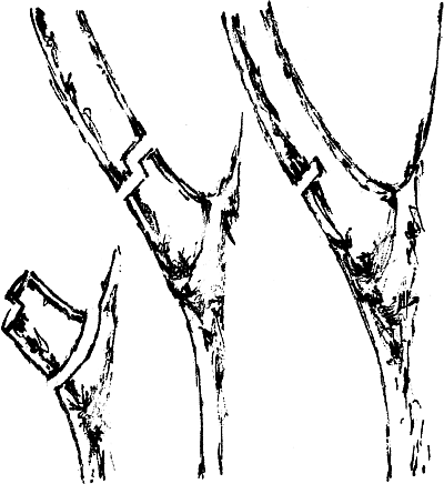 Экспресс-курс садовой обрезки - _15.png