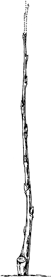 Экспресс-курс садовой обрезки - _62.png