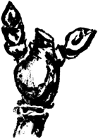 Экспресс-курс садовой обрезки - _73.png