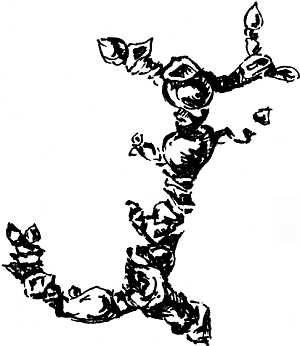 Экспресс-курс садовой обрезки - _74.png